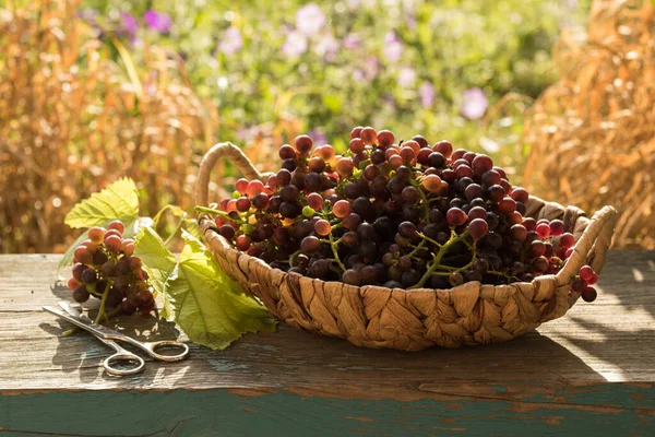 Ramo de uvas y hojas de vid en canasta sobre mesa de madera sobre fondo verde —  Fotos de Stock