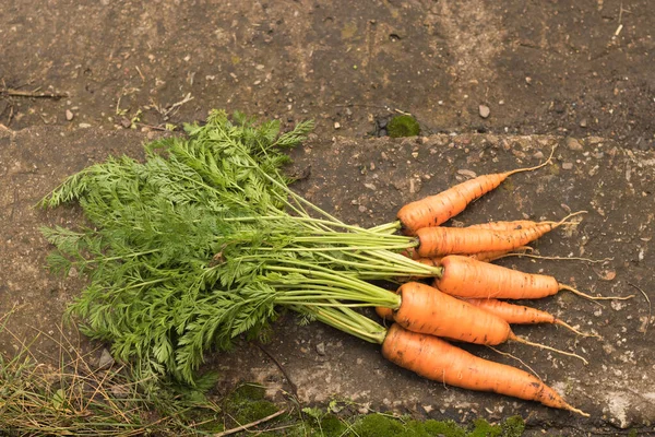 Cosechar zanahorias con la tierra yace en la cama. Cultivo de raíces, producción verde — Foto de Stock