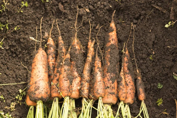 Colheita de cenouras com a terra está na cama. Cultivo de raízes, produção verde — Fotografia de Stock