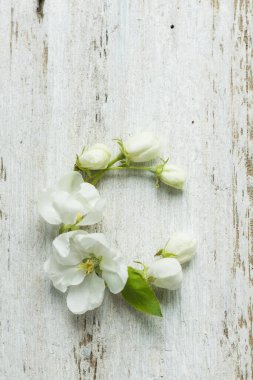 Beyaz ahşap bir arka planda elma ağacı tomurcukları ve yaprakları, çiçek alfabesi. C harfi.