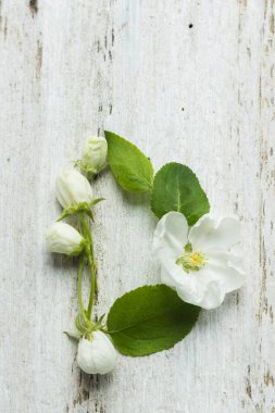 Beyaz ahşap bir arka planda elma ağacı tomurcukları ve yaprakları, çiçek alfabesi. D harfi..