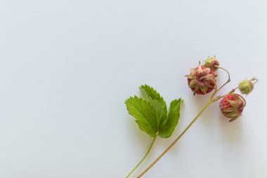 Masadaki boş tabela - metin için alanı olan güzel bir arkaplan. Dekor olarak orman çilekleri