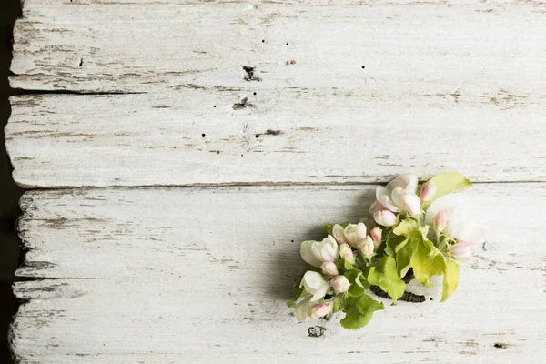 Flor de manzana sobre un fondo blanco de madera. Copiar espacio y orientación horizontal Fotos De Stock Sin Royalties Gratis