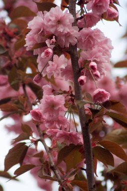 Bahar Prag parkta güzel çiçekli bitkiler
