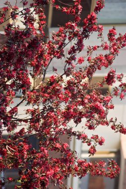 Bahar Prag parkta güzel çiçekli bitkiler