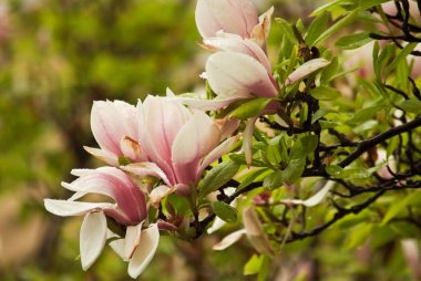 Bahar Prag parkta güzel çiçekli bitkiler