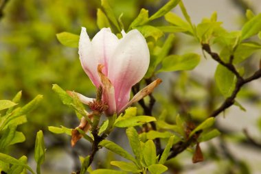 Bahar Prag parkta güzel çiçekli bitkiler