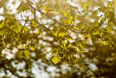 Bahar akçaağaç yaprakları.