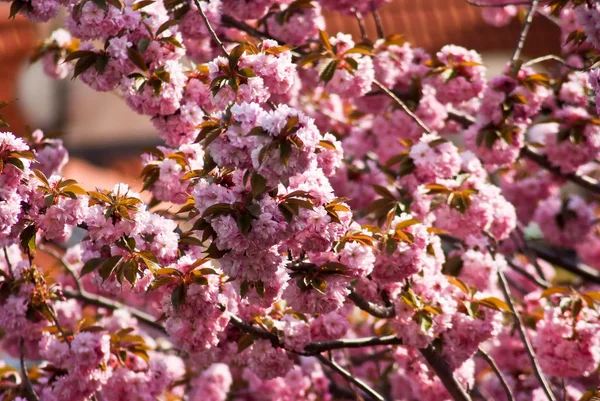 Beautiful flowering plants in Prague Park in spring