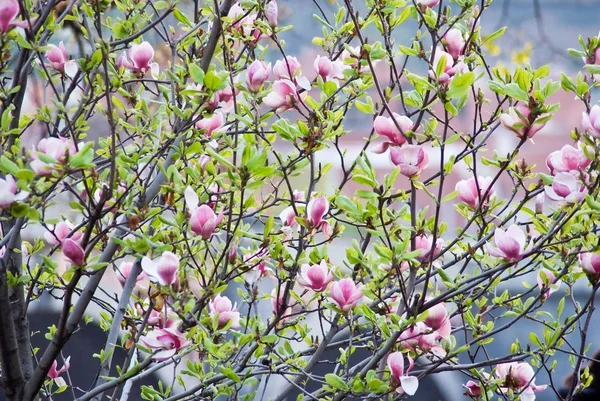 Beautiful Flowering Plants Prague Park Spring — Stock Photo, Image