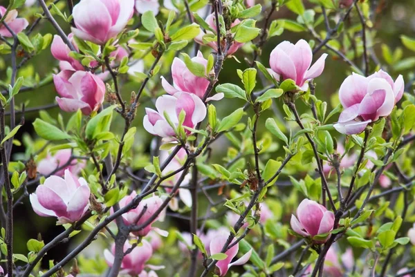 Beautiful flowering plants in Prague Park in spring