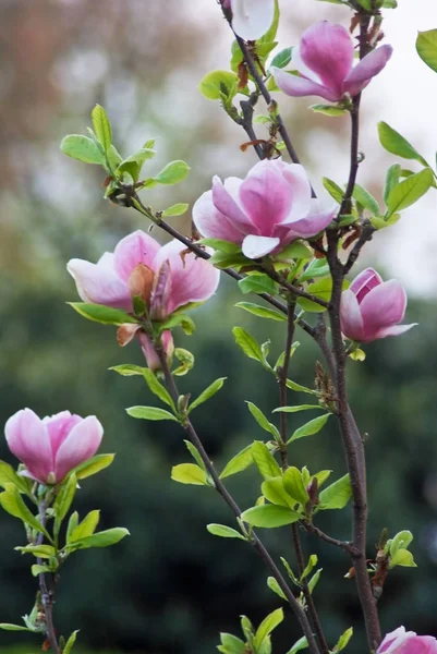 Piękne Rośliny Kwitnące Pradze Park Wiosnę — Zdjęcie stockowe