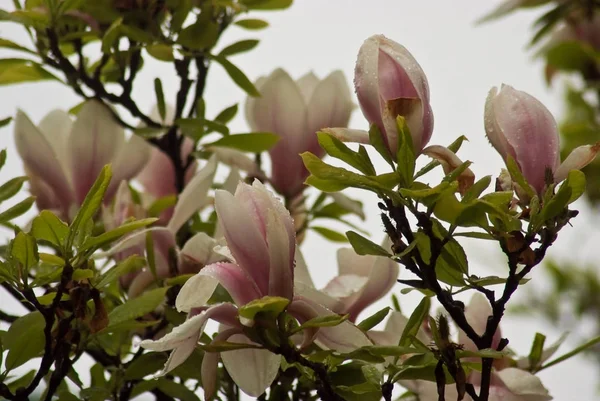 Mooie Bloeiende Planten Praag Park Het Voorjaar — Stockfoto