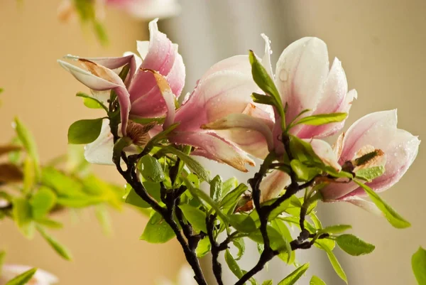 Beautiful Flowering Plants Prague Park Spring — Stock Photo, Image