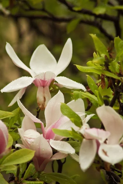 Beautiful flowering plants in Prague Park in spring