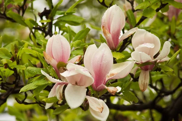 Hermosas Plantas Con Flores Parque Praga Primavera — Foto de Stock