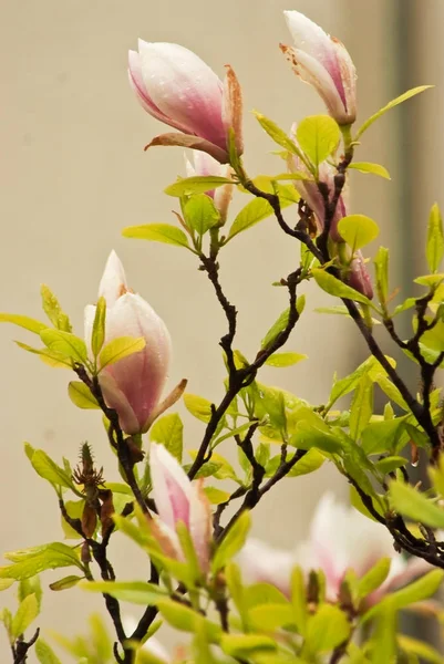 Beautiful Flowering Plants Prague Park Spring — Stock Photo, Image