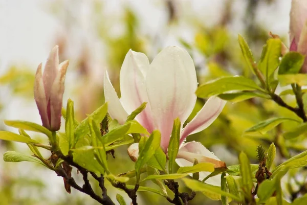 Beautiful Flowering Plants Prague Park Spring — Stock Photo, Image