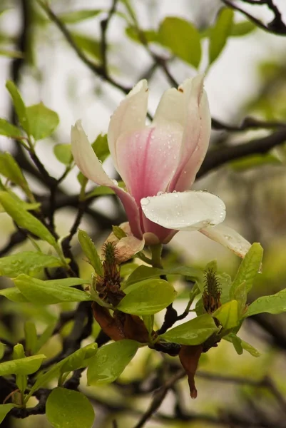 Beautiful flowering plants in Prague Park in spring