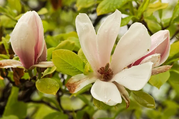 Beautiful Flowering Plants Prague Park Spring — Stock Photo, Image