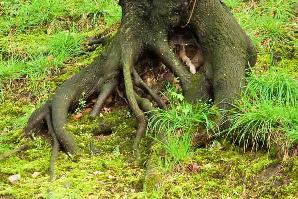 美しい木の根や春の草 — ストック写真