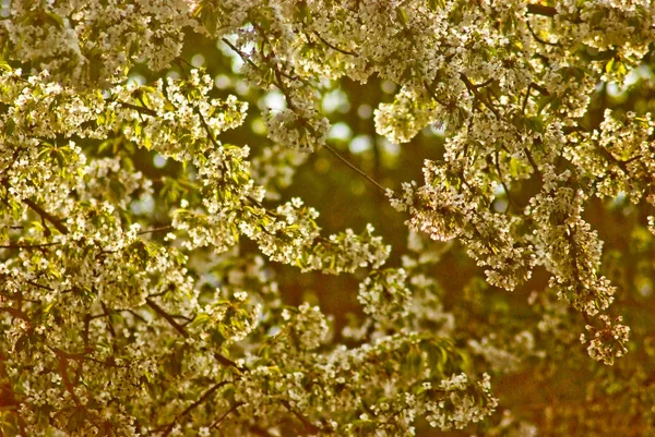 Bellissime Piante Fiore Nel Parco Praga Primavera — Foto Stock