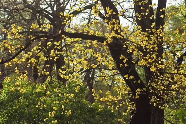 Hermosa Vegetación Joven Parque Praga Primavera — Foto de Stock
