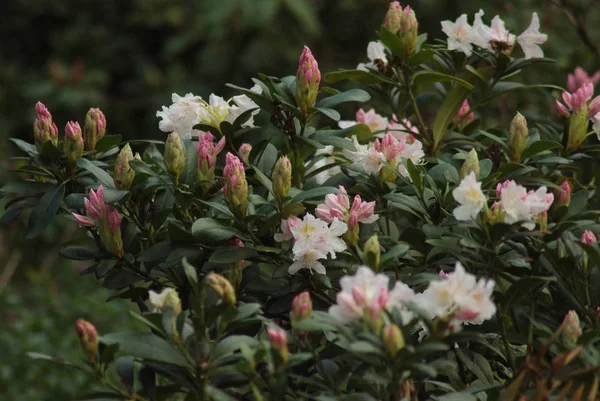 Belas Plantas Com Flores Praga Park Primavera — Fotografia de Stock