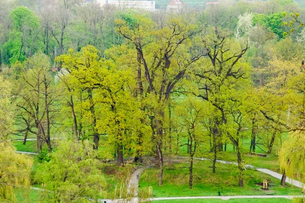 Bäume Mit Jungem Laub — Stockfoto