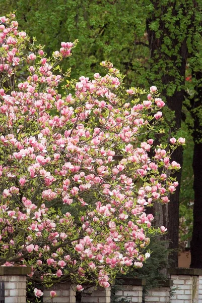 Beautiful flowering plants in Prague Park in spring