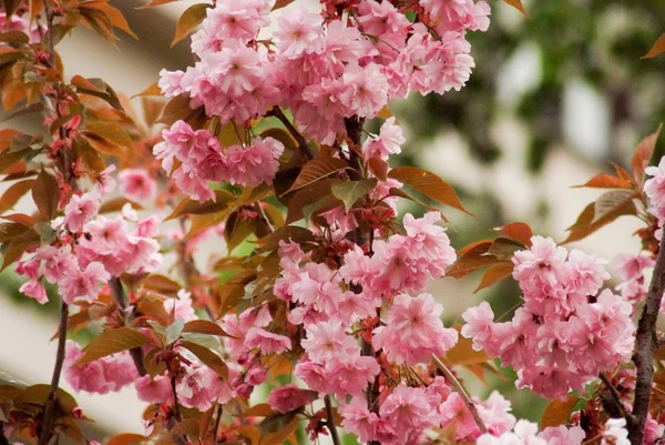 Красива Квіткова Рослина Парку Празькому Навесні — стокове фото