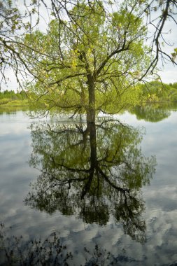 Nehrin taşkınları