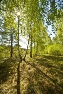 Güneşli bir bahar ormandaki ağaç