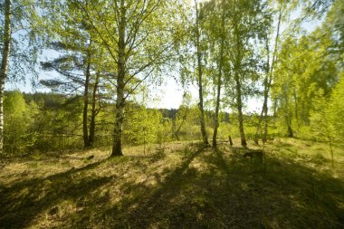 Güneşli bir bahar ormandaki ağaç