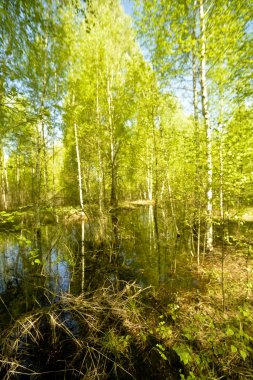 Nehir bahar seli. Ormandaki ağaçlar büyük bir su birikintisi.