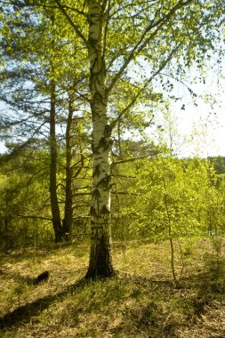 Güneşli bir günde Nehri üzerinde güzel ağaç banka.