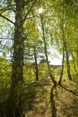 Güneşli bir günde Nehri kıyısında güzel ağaç.