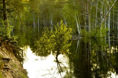 Longozun shore. Su yansıma.