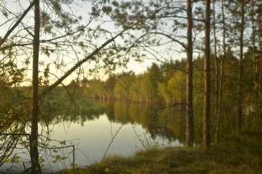 Pines yüksek nehir kıyısında. Günbatımı