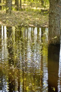 Nehrin Pra. Meshchersky Milli Parkı. Rusya.