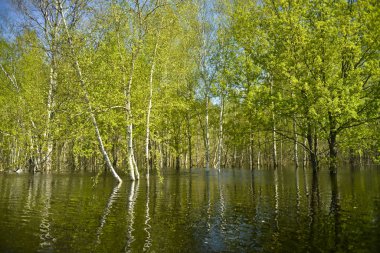 Dökülme. Düşük shore, su ile sular altında. Meşe ve huş su. Yansıma. Denizden görüntülemek.