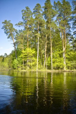 Ormanlık banka nehir, çam, huş ağacı. Yansıma. Denizden görüntülemek.
