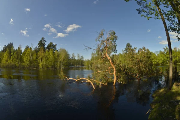 Low wooded bank of the river, pines, oaks. Pine that fell into the water.View from the water.