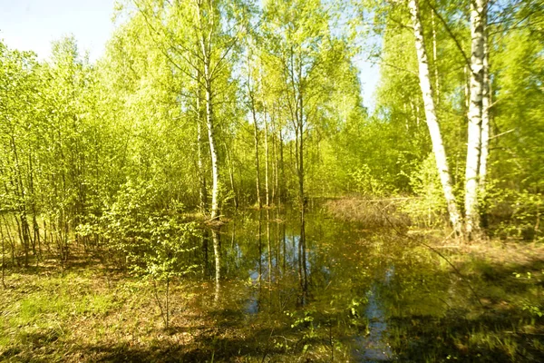 Wiosną Powódź Rzeki Duża Kałuża Drzew Lesie — Zdjęcie stockowe