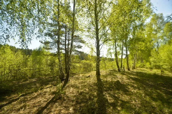 Berken Een Forest Van Lente Een Zonnige Dag — Stockfoto