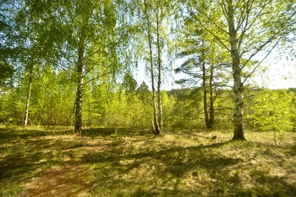 在阳光明媚的日子里 在春天的森林里的桦树 — 图库照片