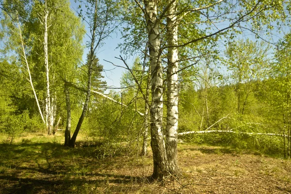 Beautiful Birches River Bank Sunny Day — Stock Photo, Image