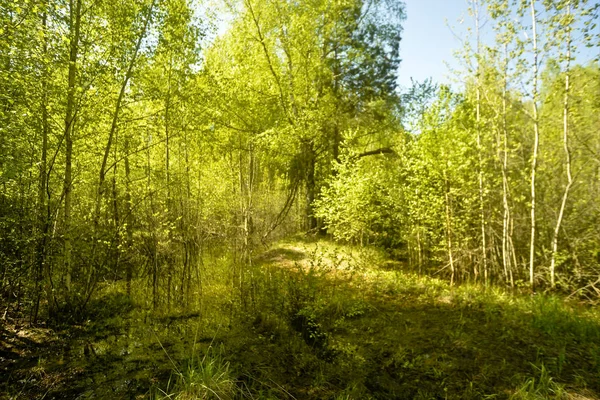 森林里一条杂草丛生的老路 — 图库照片