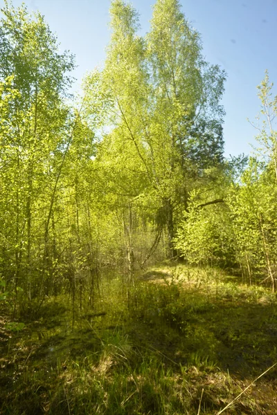 Een Oude Overwoekerd Weg Het Bos — Stockfoto