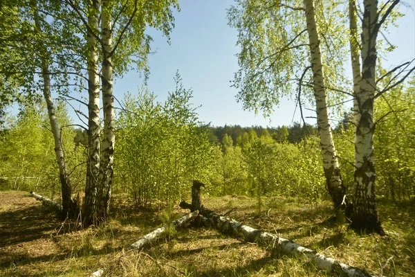 Stammen Van Berken Een Glade Het Bos Liggen — Stockfoto